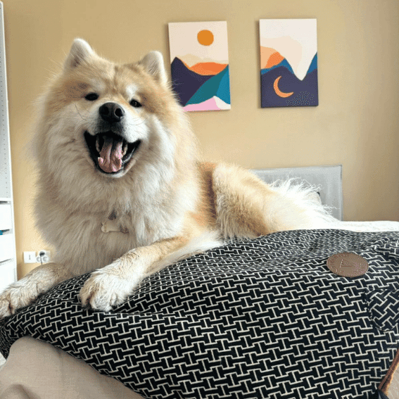 koc dla psa avenue montaigne 5