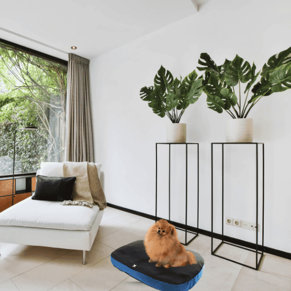 poduszka dwustronna dla psa czarna i niebieski 3