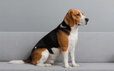 Beagle