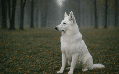 Biały owczarek szwajcarski