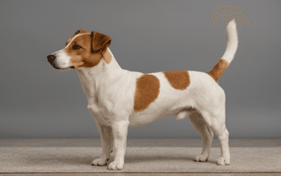 Jack Russell Terrier