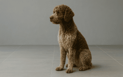 Lagotto romagnolo