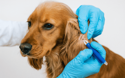 choroby odkleszczowe u psów