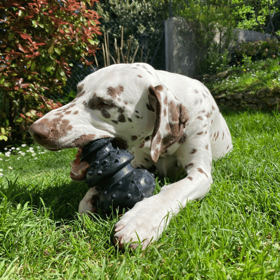 Edukacyjna zabawka do ukrywania smakołyków dla psa z gumy Rubb’n’Black 3