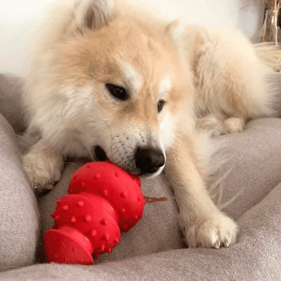 Edukacyjna zabawka do ukrywania smakołyków dla psa z gumy Rubb’n’red 3