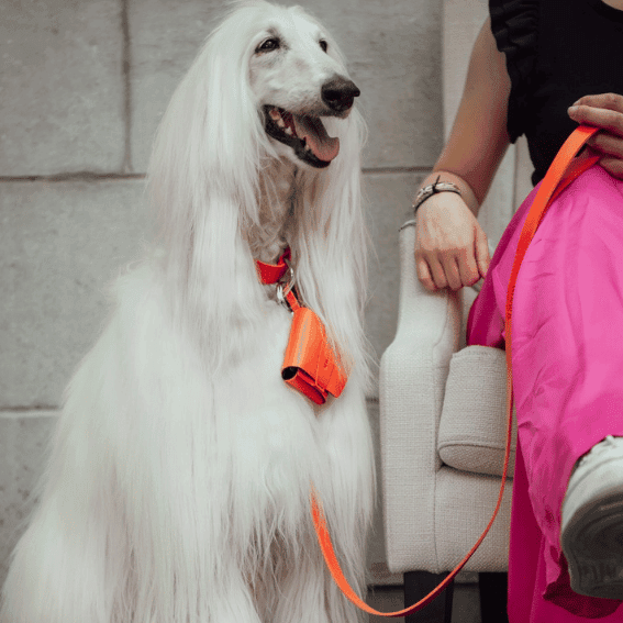 smycz dla psa ze skóry pełnoziarnistej model 499 pomaranczowy z psem