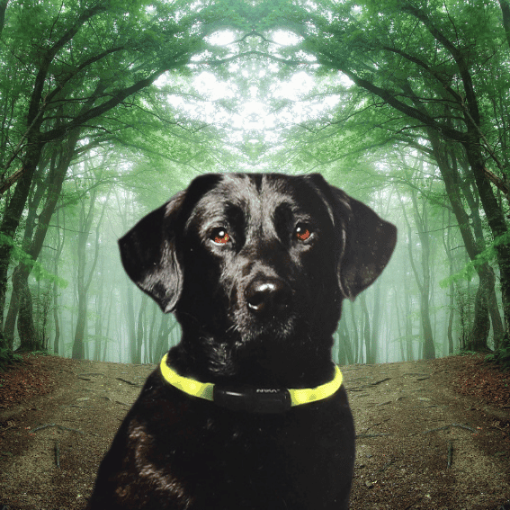 Obroża świetlna dla psa rurka USB z psem