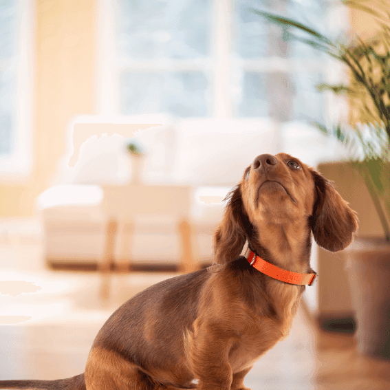 Skórzana obroża dla psa model 499 z psem 2