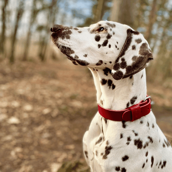 Skórzana obroża dla psa model 499 z psem