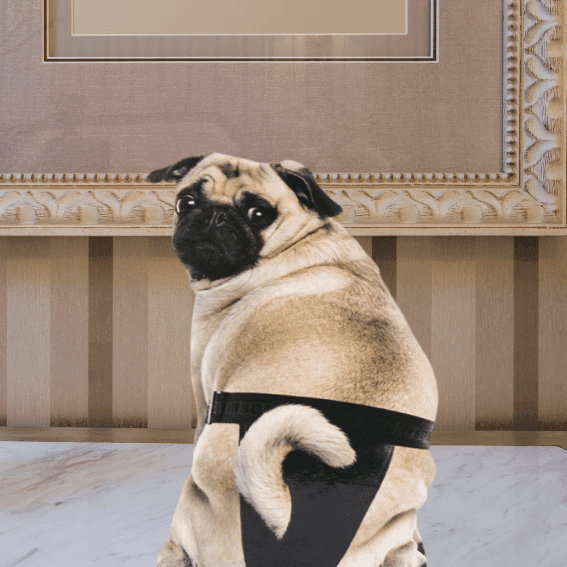 Majtki dla suki na cieczkę czarne z mopsem