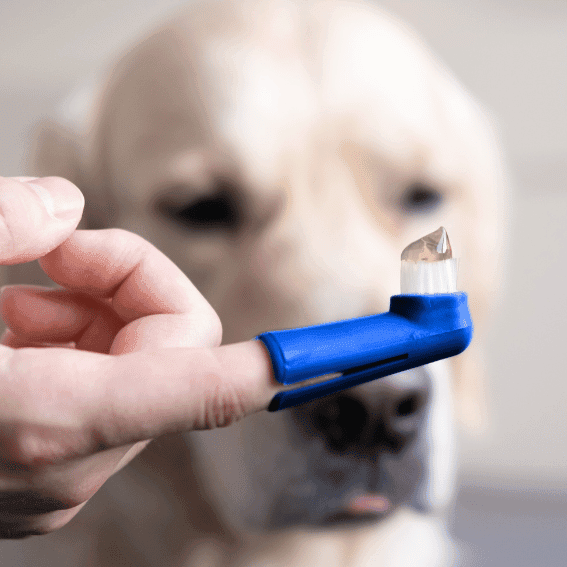 Szczoteczka do zębów dla psa nakładana na palec 2 sztuki Technic Héry z psem Szczoteczka do zębów dla psa nakładana na palec 2 sztuki Technic Héry z psem