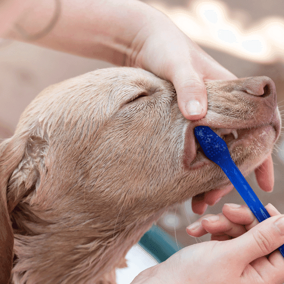Szczoteczka do zębów dla psa z podwójnym działaniem 2 sztuki Technic Héry z psem Szczoteczka do zębów dla psa z podwójnym działaniem 2 sztuki Technic Héry z psem