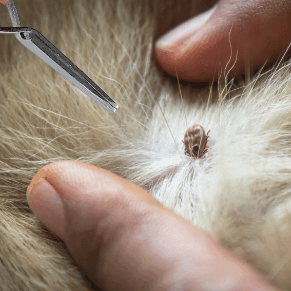 Pęseta na kleszcze dla psa z psem