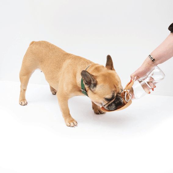 Butelka na wodę dla psa z silikonu 2w1 z psem