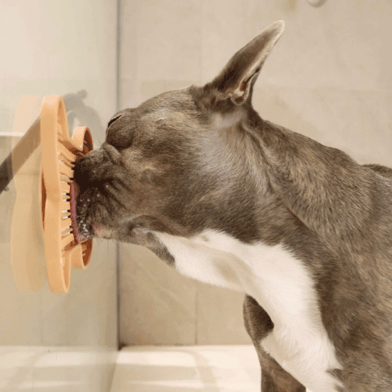 Mata do lizania z silikonu kość z psem 2